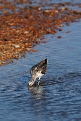 David Plant Photography - Wildlife Photographer - Greenshank - A